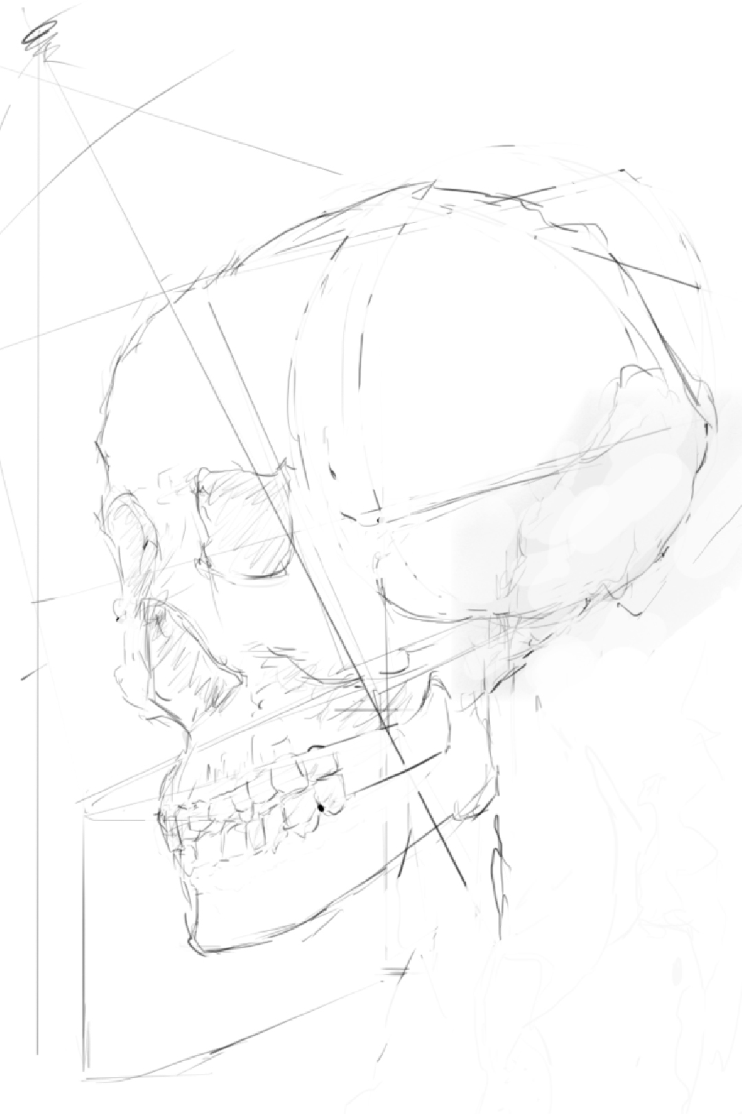 Skull sketch